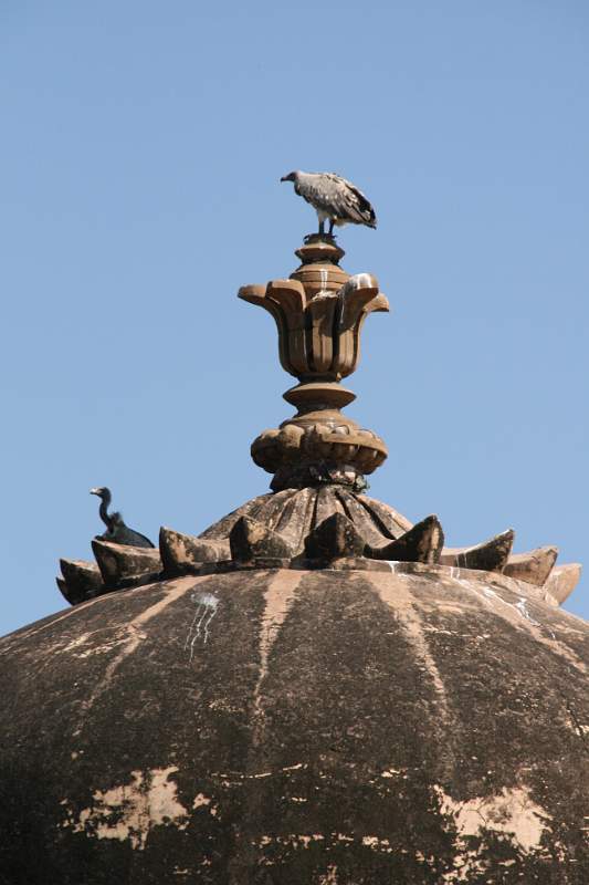 India & Nepal 2011 - 1029